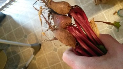 Small beets.