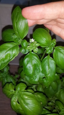 Basil