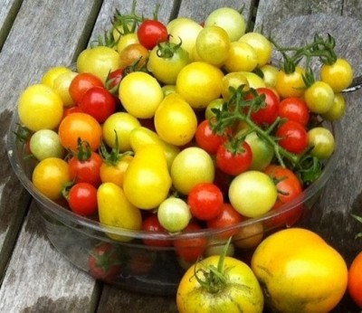 Pear-shaped Sweet Beverley are ripe when orange. Snow White and Coyote turn light yellow. (Some ripe Snow White and Coyote in this photo)