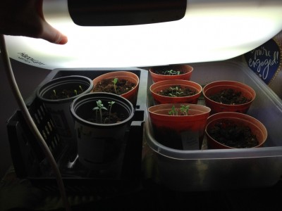 20160406-seedlings (Medium).JPG