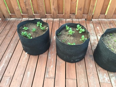 A few grow bags I placed on the deck and tried some potatoes late in the season. Got some nice nice small taters out of these.