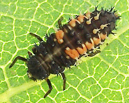 lady bug larvae eat a lot of aphids