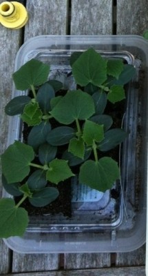 H-19 Littleleaf cucumber seedlings in 2&quot; mini soil blocks