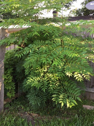 This is the fully grown plant. probably over 7 feet tall. No notable flowers or nuts. Still very fern-like from a distance.