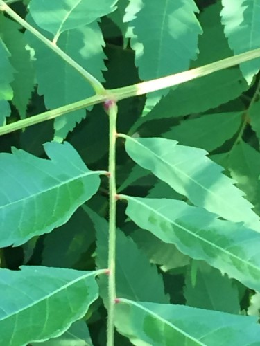 These are the fully grown leaves. No longer parsley like, go figure.