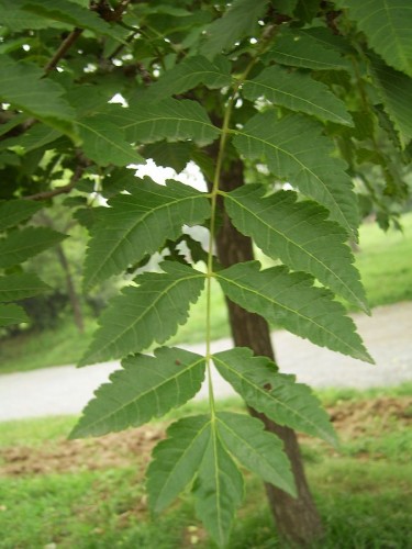 Leafage_of_Koelreuteria_paniculata.JPG