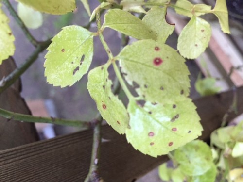 Spots on new dawn leaves