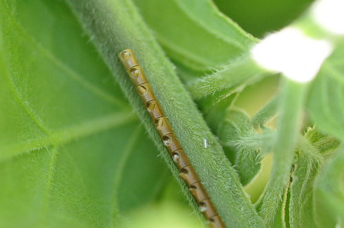 hatched egg shells