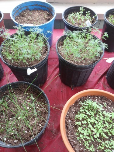 chives and mint on bottom row, dill in middle row, parsley back left and candytuff flower back right