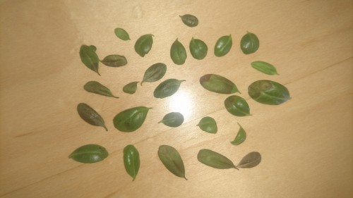 Bonsai Tree Leaves.JPG