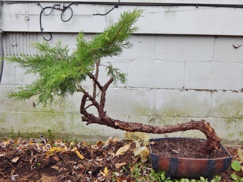 Juniper Bonsai 1.jpg