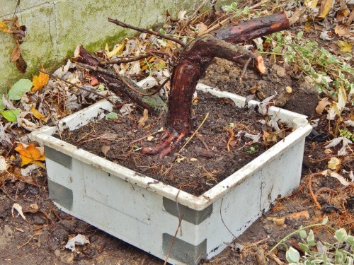 Juniper Bonsai 2.jpg