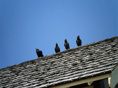 banff ravens.JPG