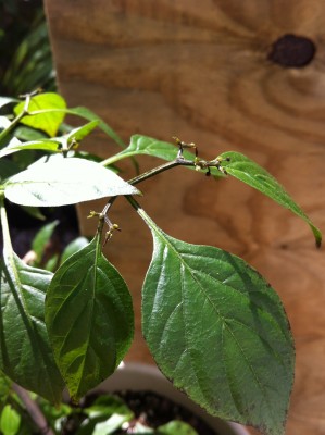 Blackness taking over the tips of the branches