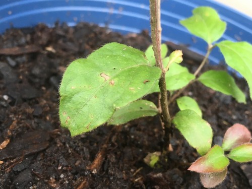 A good example of a brown splotch. You can also see that its opposing leaf is very stunted. Should I cut it off?