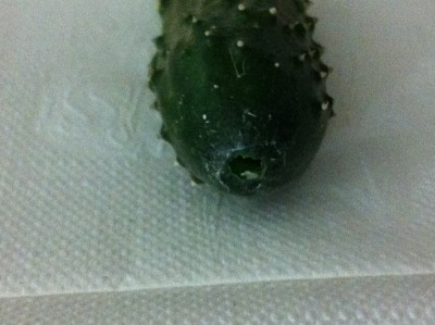 Hole in stem end of &quot;hollow&quot; cuke fruit