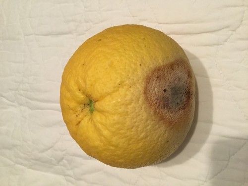 Brown circle on lemon