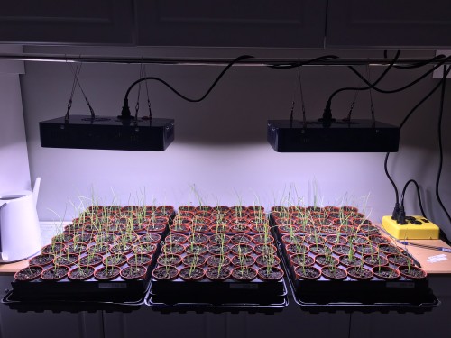 2018 Onion Seedlings SetUp