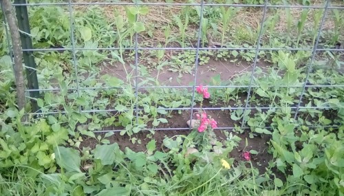 Wando Peas and Pink Snapdragon flower, from this morning.