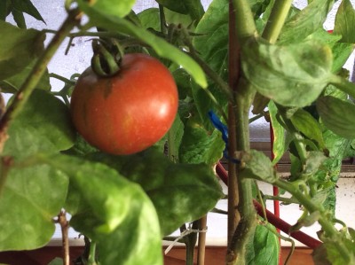 Stripes/streaks have yellowed and this fruit is ready to pick