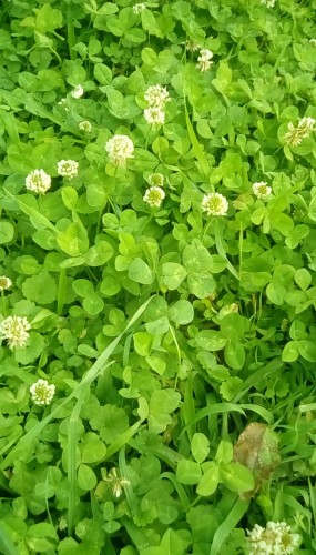 Patch of white clover in yard.
