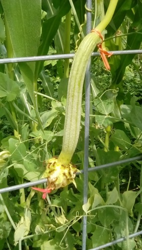 More recently hand-pollinated luffa gourd