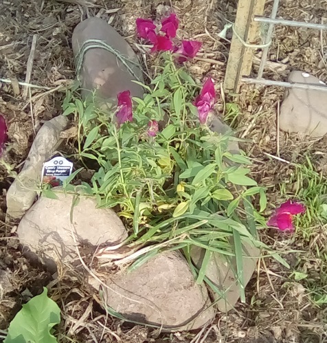 Snapdragons in bloom in a pretty raised bed to find easily.