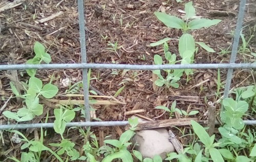 Wando peas on 'cattle panel' trellis