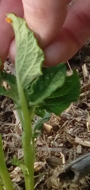 Bright orange egg cluster of potato pest Colorado Potato Beetle