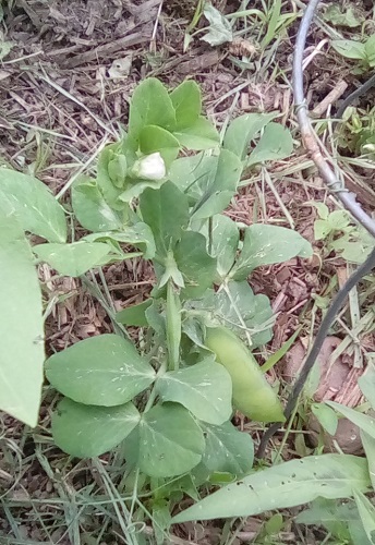 Tom Thumb Pea plant with a blossom and pea pods