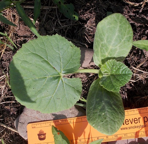 Spagetti Squash sprouted