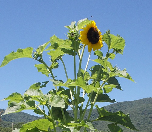 'Mutt' volunteer sunflower, with multiple flower heads forming