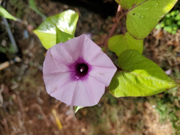 table sweet potato vine flower.  Leaves are edible. It does not produce a tuber.