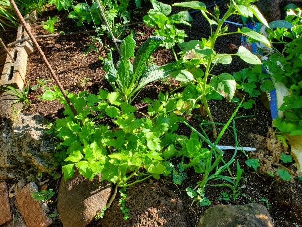 kale eaten by snails. Cutting celery in foreground