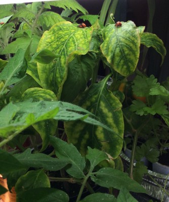 Overwintered Golden Summer Hybrid bell pepper