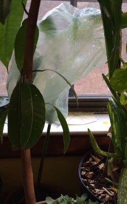 Grafted avocado in ICU