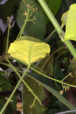 Avocado baby fruits (?)