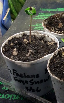 Recovered Faelan's First Snow tomato seedling