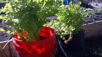 celery!  I tried so hard to kill the seedlings and yet they perservered.  It's the last thing from the fall garden and I just started taking stalks from the outside.  This was taken today.