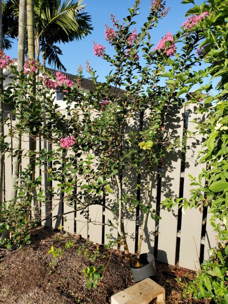 Crepe myrtle  &quot;Little Chief&quot; blooming one month early
