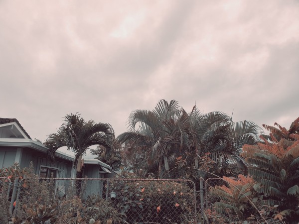 Jan 2, 2022.  The rain stopped briefly.  The sky was thickly overcast with no wind. (The palm leaves were still) about 68 degrees.  Intermittent rain.