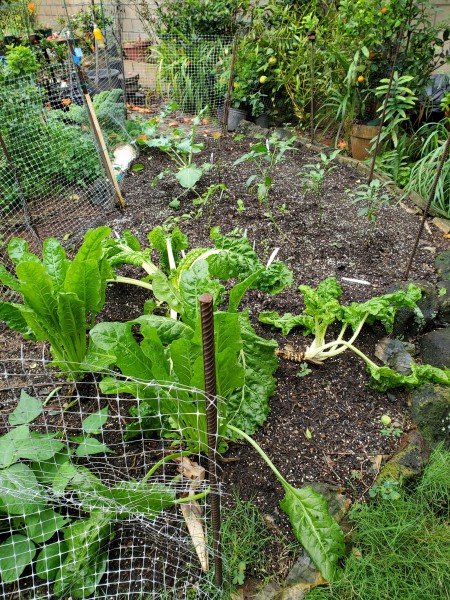 Overview of main garden.  Fencing is mostly complete to keep snails out.  I have caught one snail inside the fence.  So far most of the seedlings have not bee eaten.  I still have one side of fencing to finish.