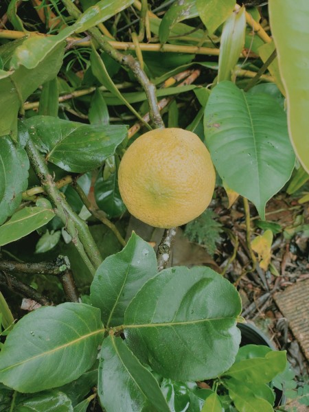 Meyer lemon.  Most of the citrus trees calamondin, persian limes and meyer lemons all have some fruit. Made a lemon meringue pie with the Meyer lemon.