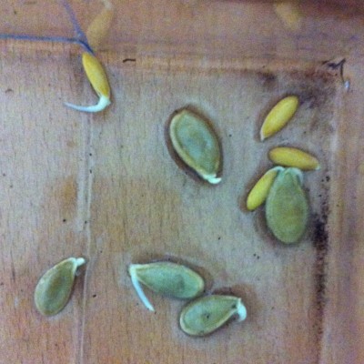 Green Kakai Hulless seeds and melon seeds (Ananas D'Amerique A Chair Vert)