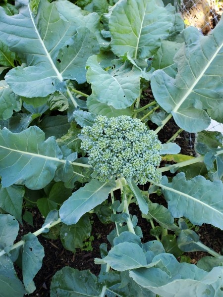 broccoli. One of two that are ready to pick