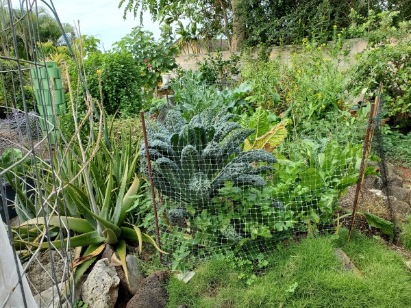 April 10,2022 main garden. It doesn't look like this anymore. I have harvested broccoli and cut back some of the plants. Kale, komatsuna, chard, perpetual spinach. Weeds are ever present.