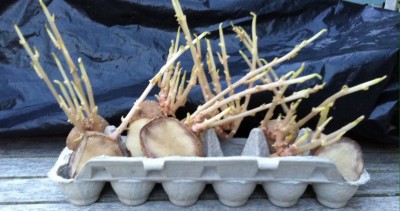Sprouting potatoes, cut up and drying