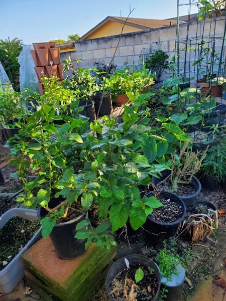 Container row behind the nursery bench mainly citrus, araimo, hot peppers, cucumber and Okinawan Sweet potato.  The green onions were attacked by black aphids. Only a couple are left.  I will have to replant the onions and find a better location for them.