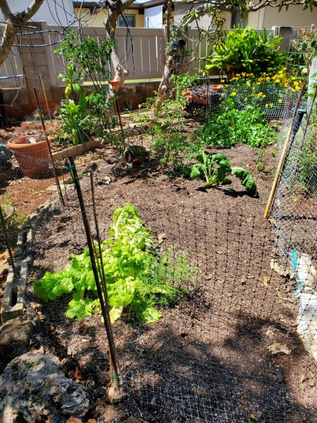 6/02/22/ Cleaned up the main garden. What is left is the Tokyo Bekana, cutting celery, bell peppers (really sad looking), Thai peppers, and komatsuna. I have a small quarter on the lower right that has 1 Curly Vates kale, and ajaka basil that was also cleaned up.