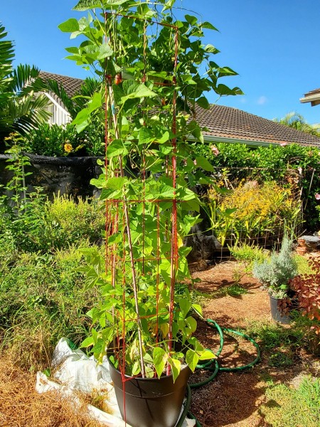 Poamoho beans.  The only problem is the trellis is so high and the pot has a smaller bottom, it keeps falling down in the wind.